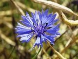 bleuet symbole armistice